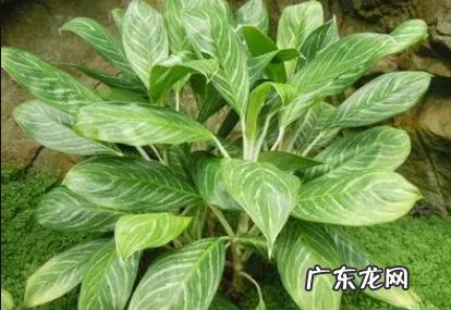 万年青有什么作用,有毒吗? 万年青是不是有毒植物