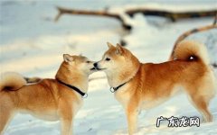 三大生肖不宜养狗!