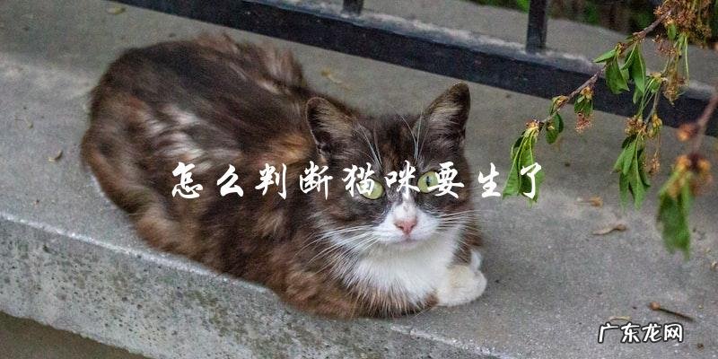 如何判断猫咪即将分娩?