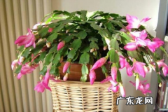 蟹爪兰能晒太阳吗?掌握这几招 蟹爪兰能晒太阳吗