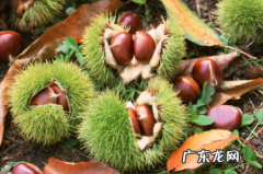 生毛栗子如何去壳去皮 新鲜带刺毛栗子怎么剥壳