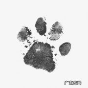 猫爪印和狗爪印的区别图,你知道吗？