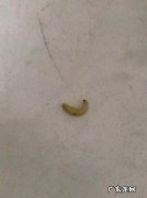 家里有白色虫子蠕动是怎么回事？如何判断是蜱虫还是恙虫呢？