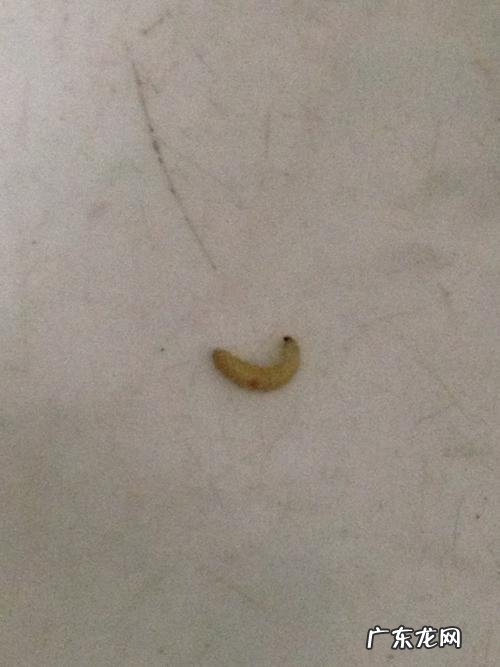 家里有白色虫子蠕动是怎么回事?如何判断是蜱虫还是恙虫呢?