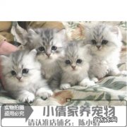 八个月的猫属于幼猫吗？