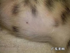 猫咪肚子里的虫子传染人吗,怎么检查出来？