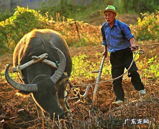 劳做和劳作哪个对