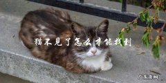 如何找到失踪的猫？