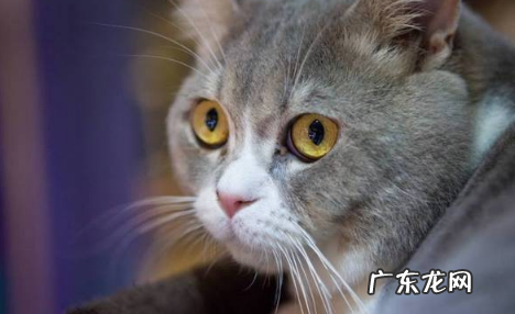 猫能吃盐酸多西环素吗 猫感冒了可以吃盐酸多西环素片吗