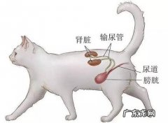 猫尿道阻塞是什么症状？