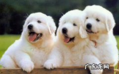 盐酸多西环素狗狗吃法 幼犬能吃盐酸多西环素片吗