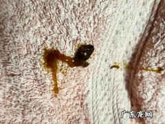 两天小奶猫的粪便图,大家看看像什么