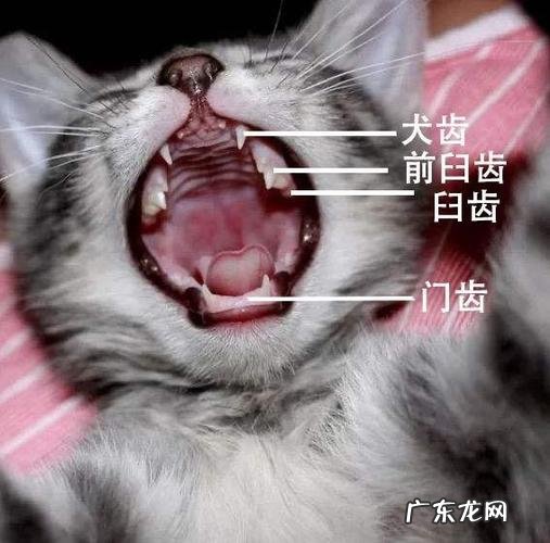 三个月的猫牙齿图,三个月大的猫牙齿长这样