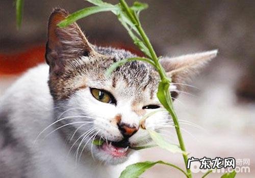 猫咪过敏的植物有哪些品种
