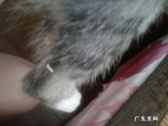 猫咪身上有白色虫子蠕动,这是什么？