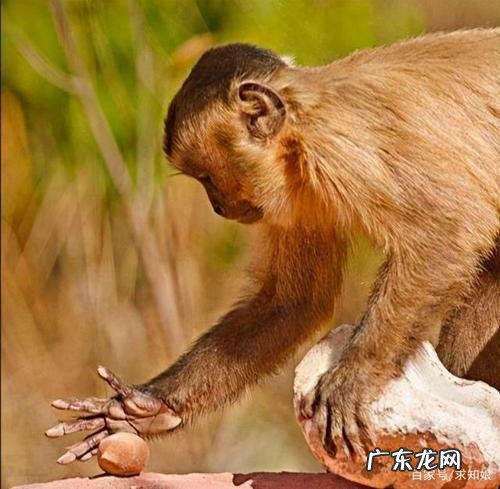 垂手可得指什么动物