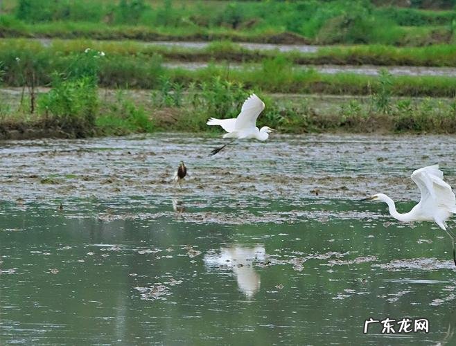 漠漠水田飞白鹭下一句