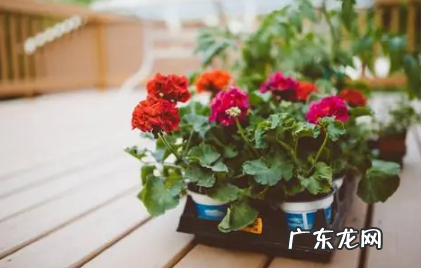 如何提高扦插育苗的成活率 怎样提高花卉的扦插成活率