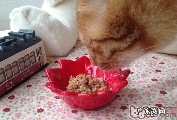 宠物猫可以吃猪肺吗?宠物猫吃肺好吗?