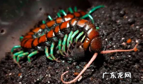 有什么办法可以让家中没有蜈蚣 家里放一物绝对没蜈蚣100%有效