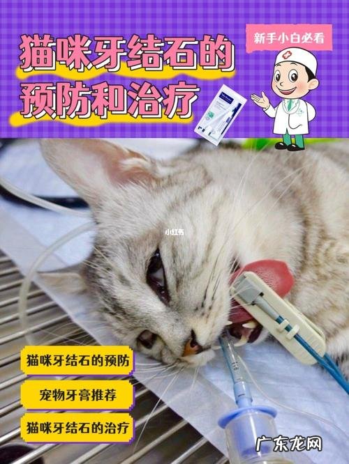 猫咪有结石了吃什么药?