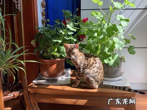 养猫的家庭适合养什么植物?这3种绿植,好看好养又护眼!