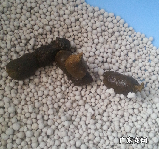 猫咪吃泌尿道处方粮拉稀,猫主人:这粮到底能不能喂?