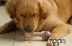 鸡骨头可以喂狗吗 鸡腿骨头能喂狗吗