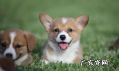 狗吃了葡萄干怎么自救 狗吃了葡萄怎么急救