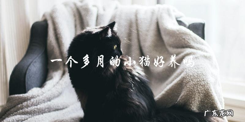 养一个一个多月的小猫容易吗？