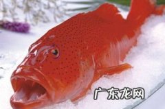 东星斑是淡水还是海鱼