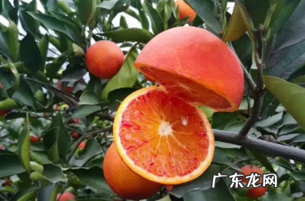血橙跟黄橙的区别 红肉橙与血橙有区别吗