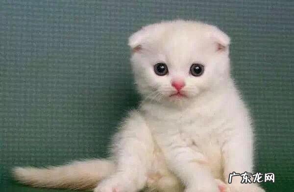 养小猫咪需要准备什么?猫窝、猫抓板,一个都不能少!