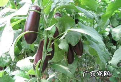 茄子坏了长啥样 自己种的茄子老烂是咋回事