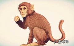 给生肖猴朋友们的建议