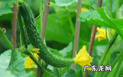 黄瓜瓜打顶如何快速恢复 黄瓜花打顶后能恢复吗