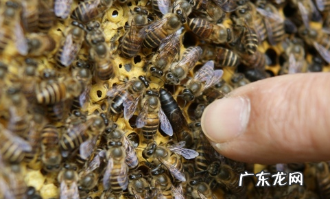 一只蜂王一天能产多少卵 30只蜜蜂1只蜂王能繁殖吗