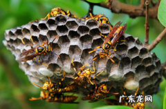 马蜂窝能卖钱吗 一个马蜂窝能卖多少钱