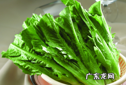 吃了不熟的油麦菜会怎样 油麦菜怎么看新不新鲜