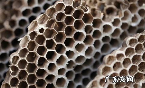 马蜂窝治什么 野生马蜂窝治风湿怎样用
