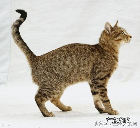 猫尾巴摇来摇去是什么意思?猫尾巴摇来晃去什么意思