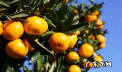 柑橘抹芽控梢技术全解 柑橘为什么要控梢