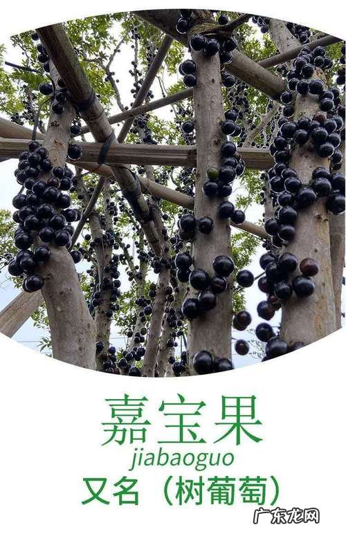 树葡萄可以放多久