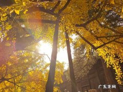 北京最美街道秋景,美得让人心醉
