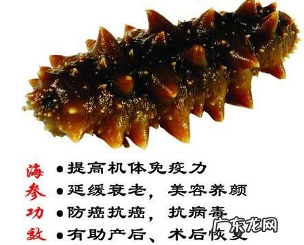 海参有什么功效与作用