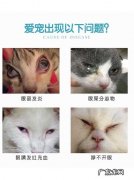 猫咪眼睛发炎用什么眼药水？这5款猫用眼药水,你可能会用到!