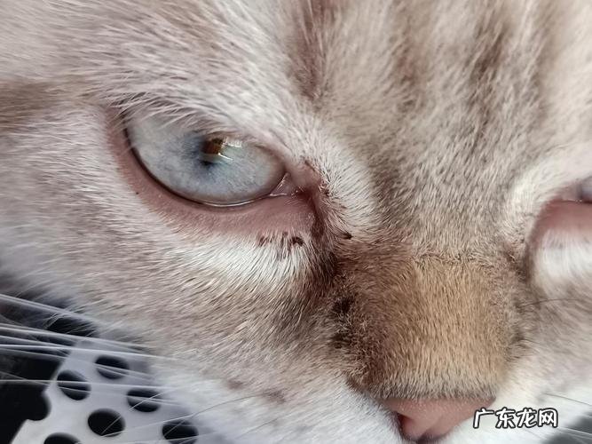 猫眼屎多是什么原因？猫眼屎多怎么处理？