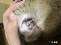 猫咪耳朵里出现水状脓状的分泌物,是怎么回事呢？