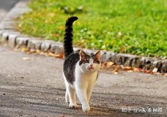 猫竖起尾巴是什么意思？猫为什么喜欢竖着尾巴呢？