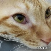 猫流眼泪眼屎多用什么药？猫咪眼睛分泌物过多吃什么药好